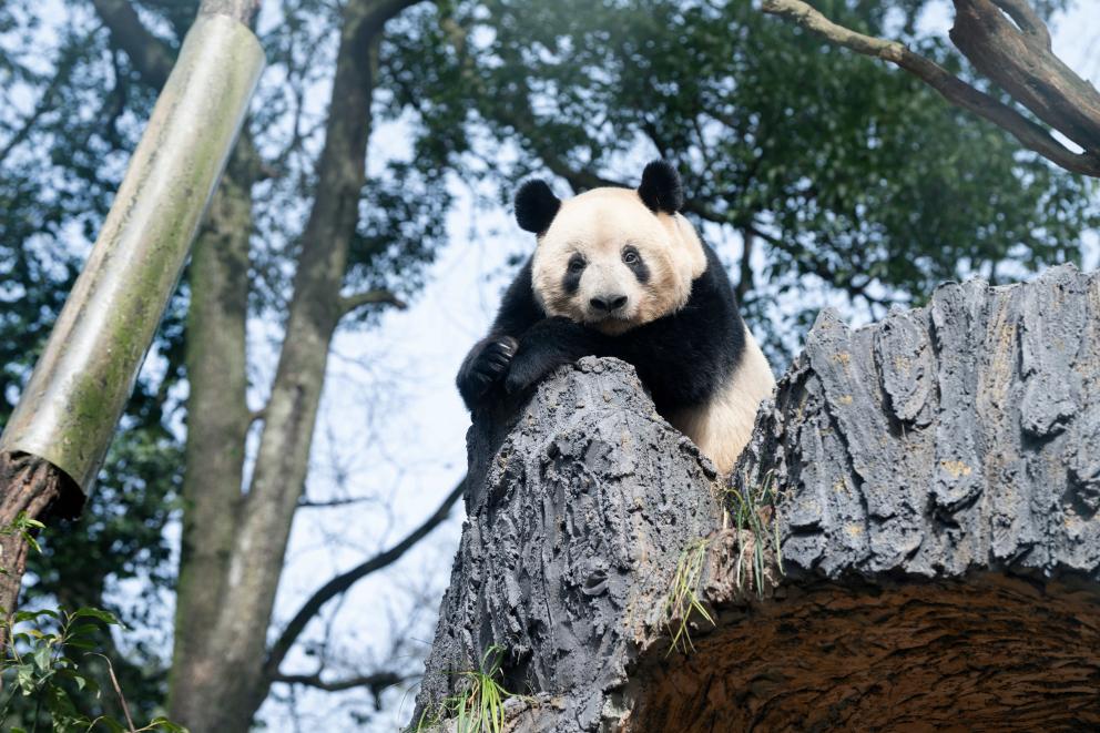 タイトル：シャンシャンが雅安基地でゆったり休む姿が公開されました